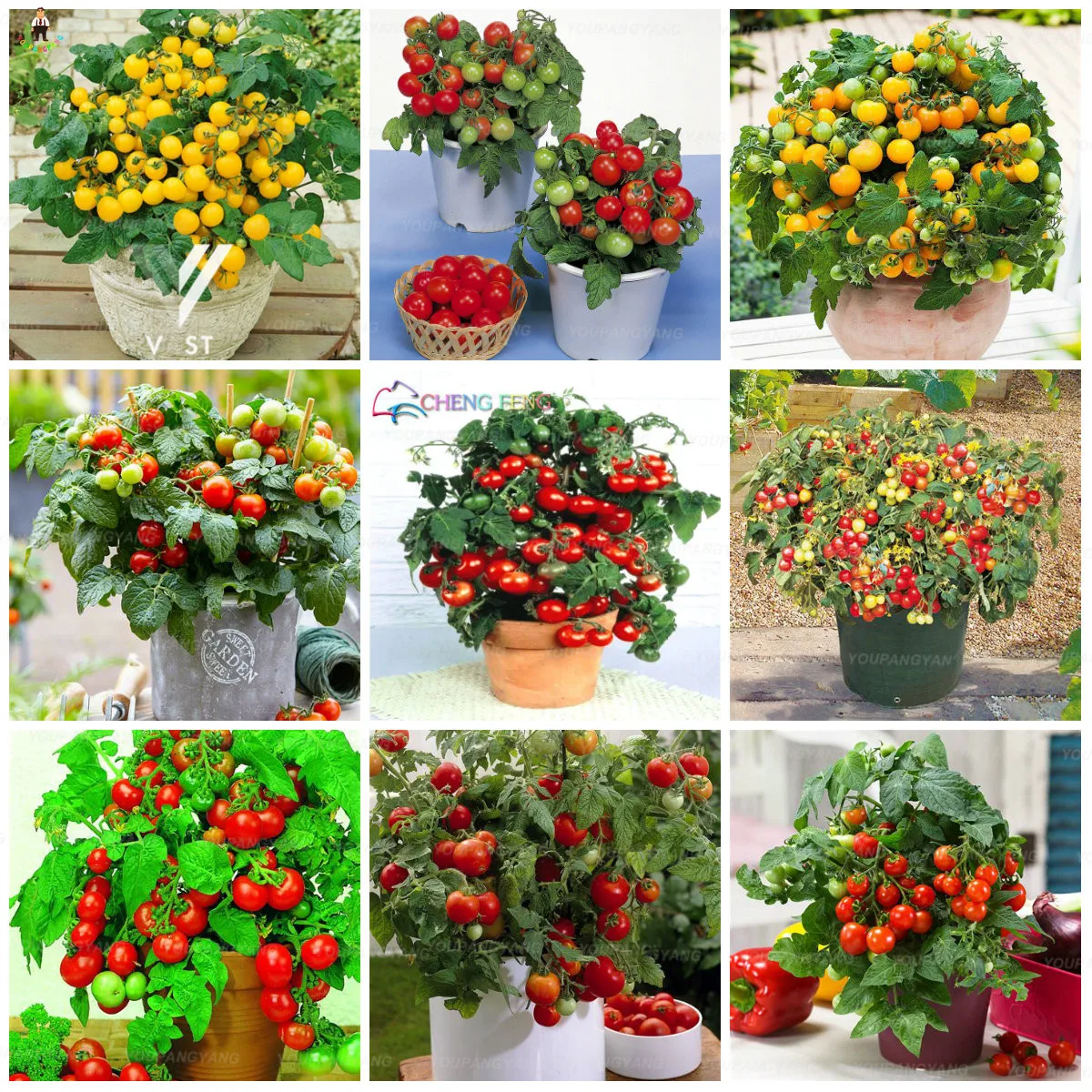 

200 Pcs Fresh Heirloom Monster Rainbow Tomato Bonsai Very Rare Bonsai Fruit Vegetables For Home Garden Plant Pot Easy To Grow