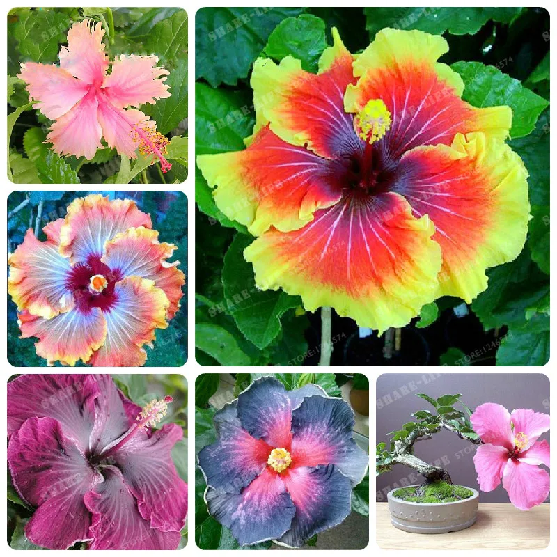 

200pcs Hibiscus Bonsai 14kinds HIBISCUS ROSA-SINENSIS Flower Bonsai Hibiscus Tree Bonsai For Flower Potted Plants