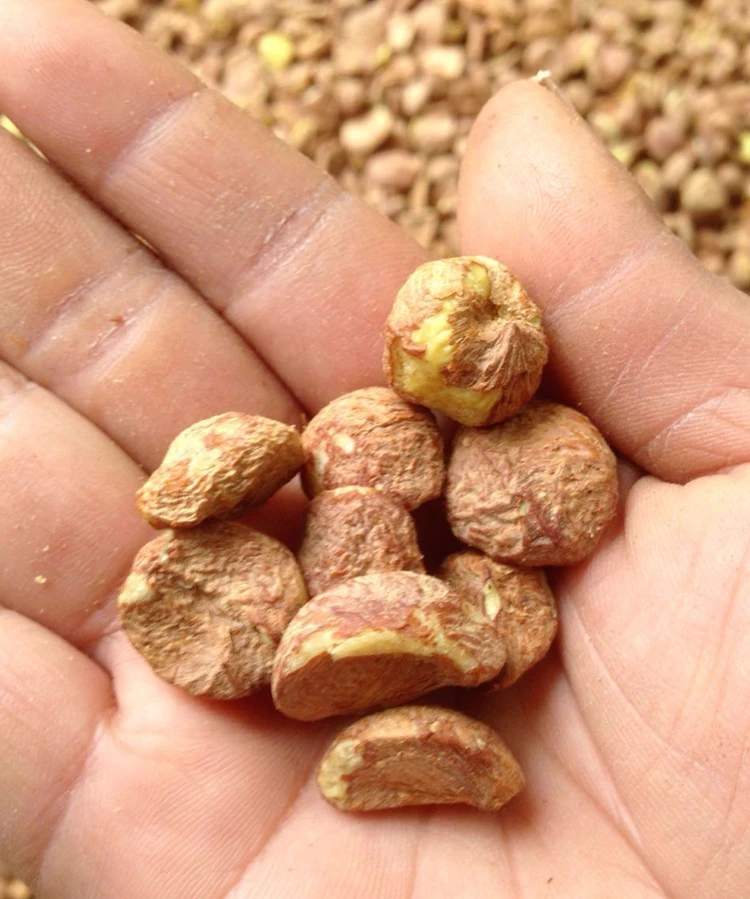 500 г Китайский camellia japonica nutlet/масло камелии сырье/для изготовления масла DIY/ручной работы материал для мыла