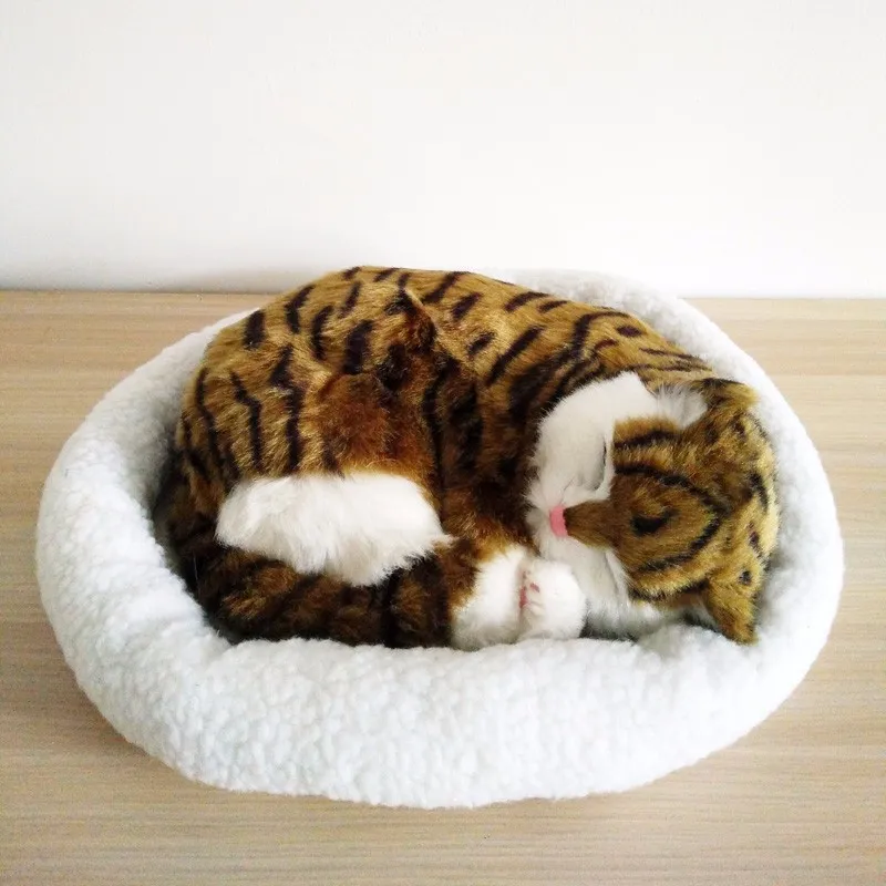 cat03