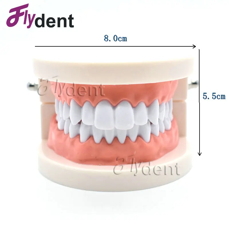 Цельнокроеное платье зубы денто-модель Студент Модели для обучения стоматология Материал стоматологические инструменты Стоматологическая Лаборатория Модель