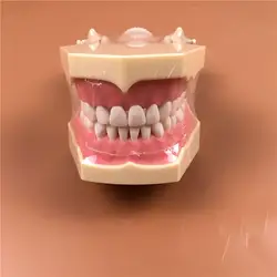 1 шт. SF Тип Исследование Модель зубы моделей зубов челюсти моделей для стоматологической школы преподавания Стоматолог Зубной зубы моделей