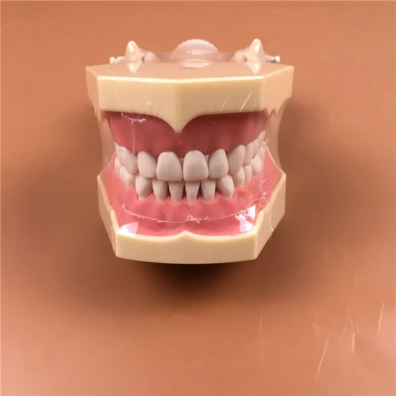 1pc Sf Type Study Model Teeth Models Teeth Jaw Models For Dental School