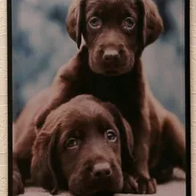 Высокое качество XD78" два милые щенки" олова признаки пластины Винтаж Металл Картина для бара украшения обои 20x30 см Лидер продаж