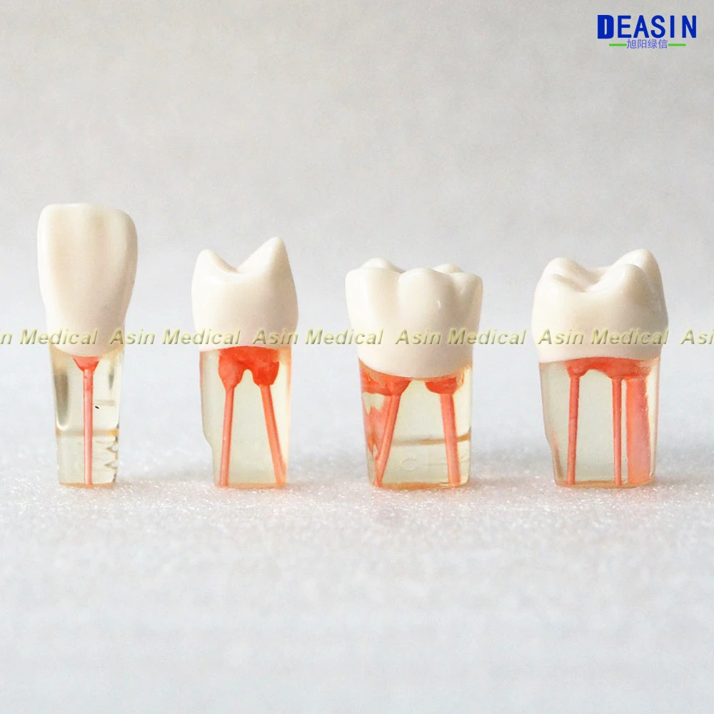 Корневого канала терапии практика модель для стоматологической преподавания и демонстрации