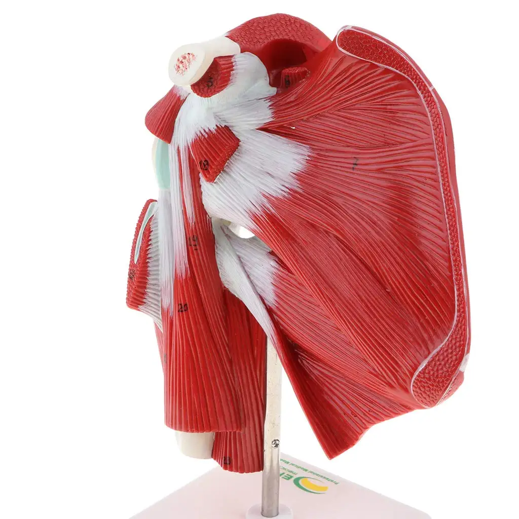 1: 1 Human Shoulder Articular Muscle Model Tendon Motion System Anatomical Model for School Teachin - 32973916945