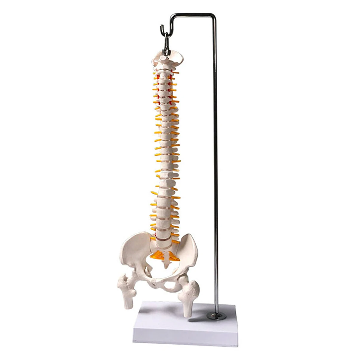 45 см 1/2 в натуральную величину Анатомия человека модель позвоночника тазовые бедра с подставкой образовательная медицинская научная Учебная модель
