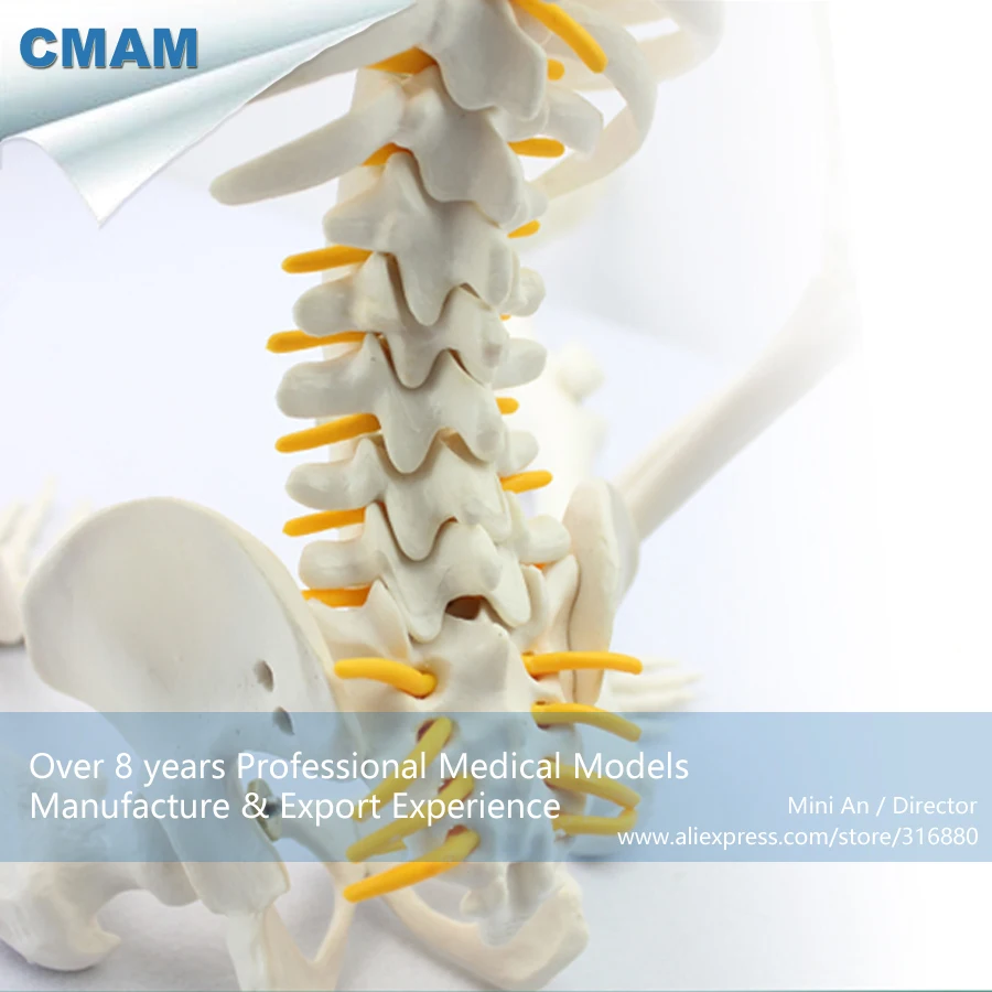 12365/мини-модель скелета человека 85 см с спинномозговым нервом, медицинские образовательные Обучающие анатомические модели