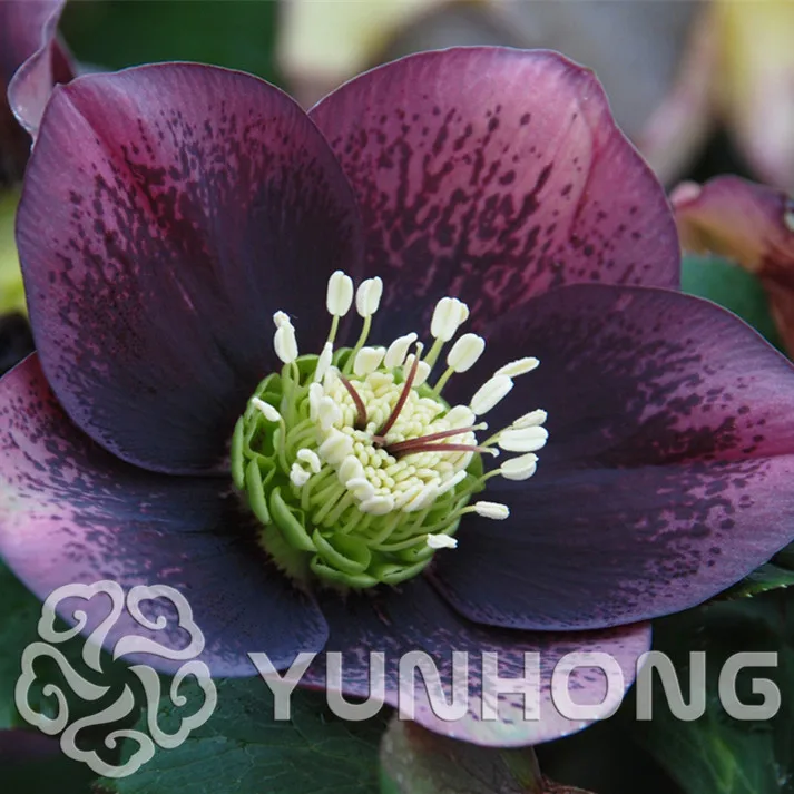 

Christmas Sale 100 Particles Rare Christmas Rose Bonsai Perennial Rainbow Rose Tree Bonsai For Garden Flowers Potted Plant
