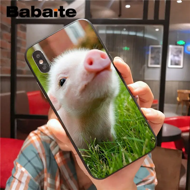 Cartoon Animal Pig