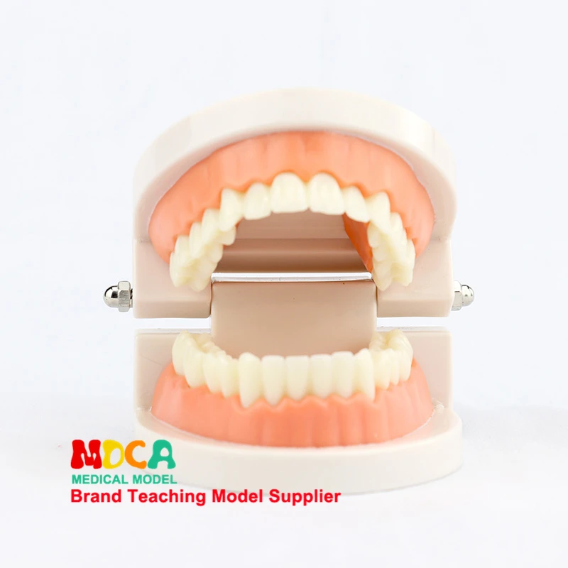 Ранняя Стоматологическая анатомическая модель уход за зубами Инструкция по уходу за зубами модель уход за полостью рта обучение MYC001