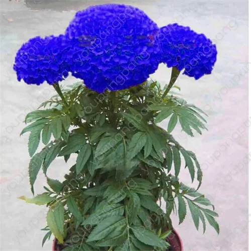 

Hot Sale Rare blue Maidenhair bonsais Flower Potted Herb Garden Marigold Chrysanthemum plants 50pcs