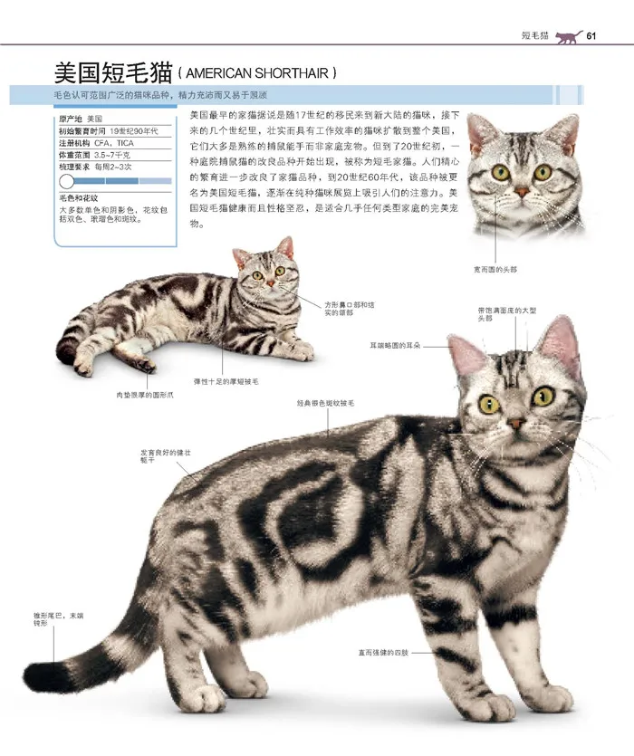 domesticado Enciclopédia the complete livro da raça do gato para adultos