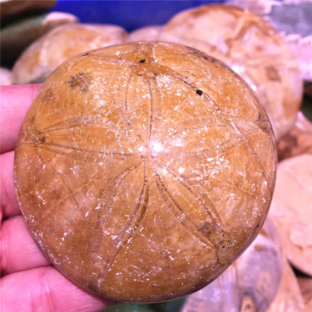 Красивая натуральная морская звезда ископаемый корпус образец хороший подарок