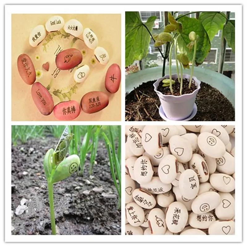

5PCS Magic Growing Message Beans Bonsais Magic Bean English Magic Bean Potted Green Office Home Decor for Flower Pot Planter