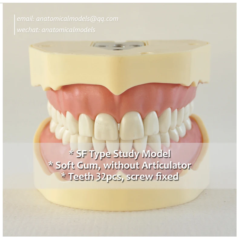 

13005,SF Type Study Model, Medical Science Educational Dental Teaching Models, @CMAM anatomicalmodels