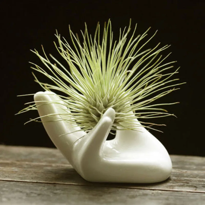 45g 8x5x4.7cm Porcelain Ceramic Air Plant Tillandsia Holder Flower Office Desk Decor Chic Home Decoration