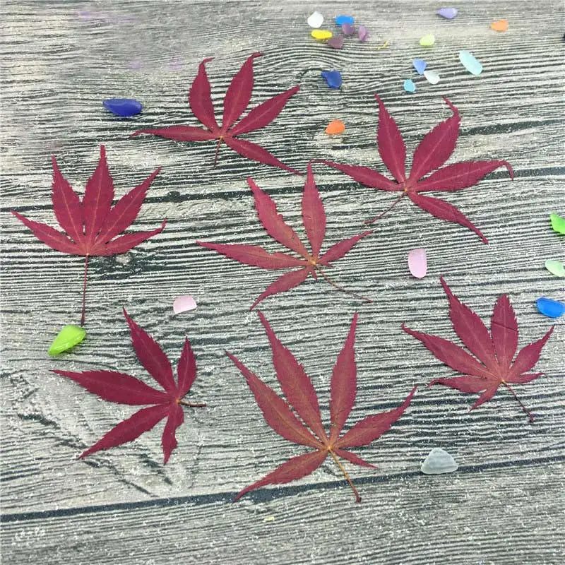 Red Maples Leaf Wedding Decoration DIY Dried Press Flower Wholesale Free Shipment 1 lot/10bags