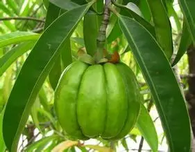 

1000g Garcinia Cambogia Extract Hydroxycitric acid 60%