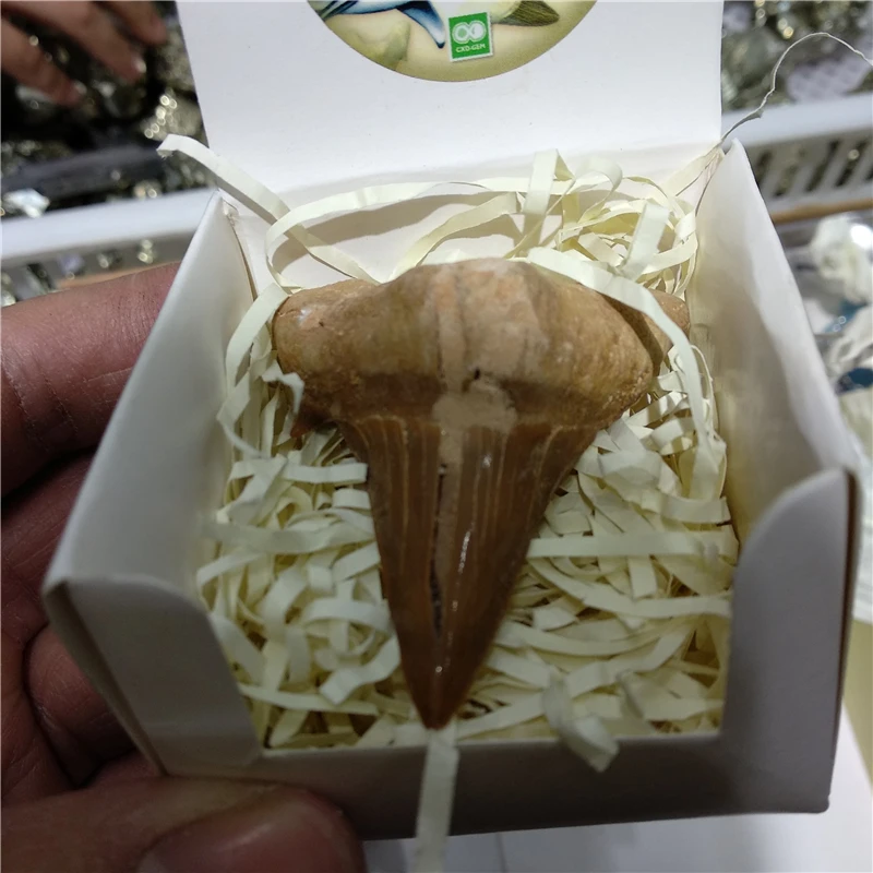 DHX SW натуральные животные окаменелые зубы акулы минеральные образцы для коллекции в качестве подарка Декор