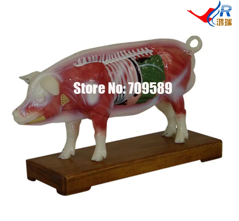 

Pig Acupuncture Model, Animal Acupuncture Model