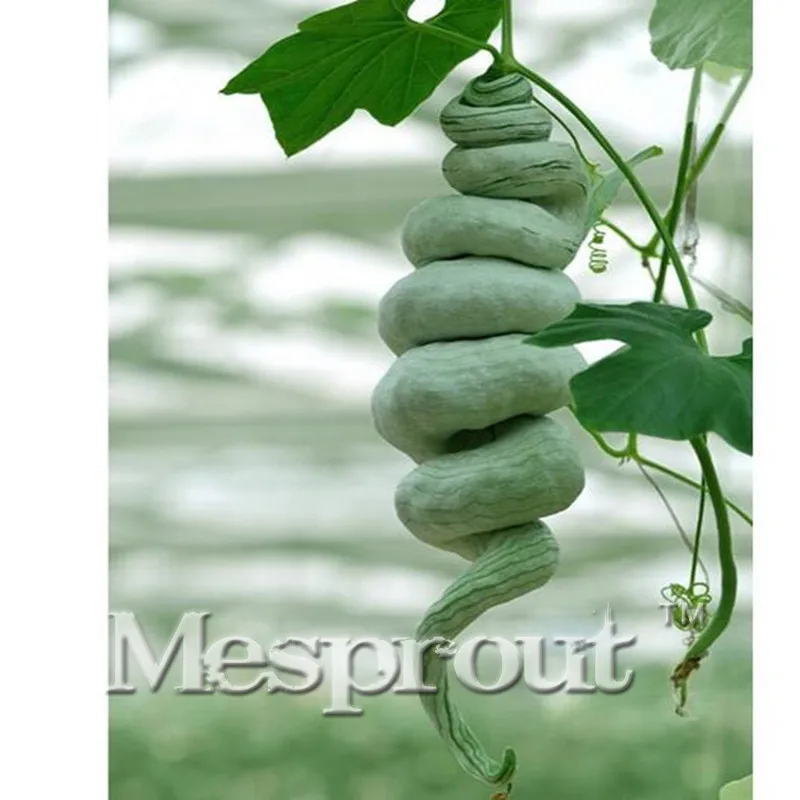 

10 PCS/pack Snake Gourd Luffa Bonsai trichosanthes cucumerina funny vegetable DIY Home Garden Plant Free shipping