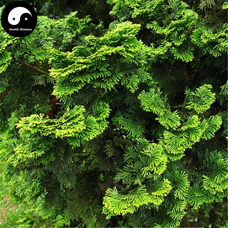 Купить Настоящее шамаэципарис обтуса Breviramea дерево Semente 240 шт завод Arborvitae выращивать Юн пиан Баи Шу