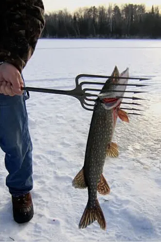 use of fish spear