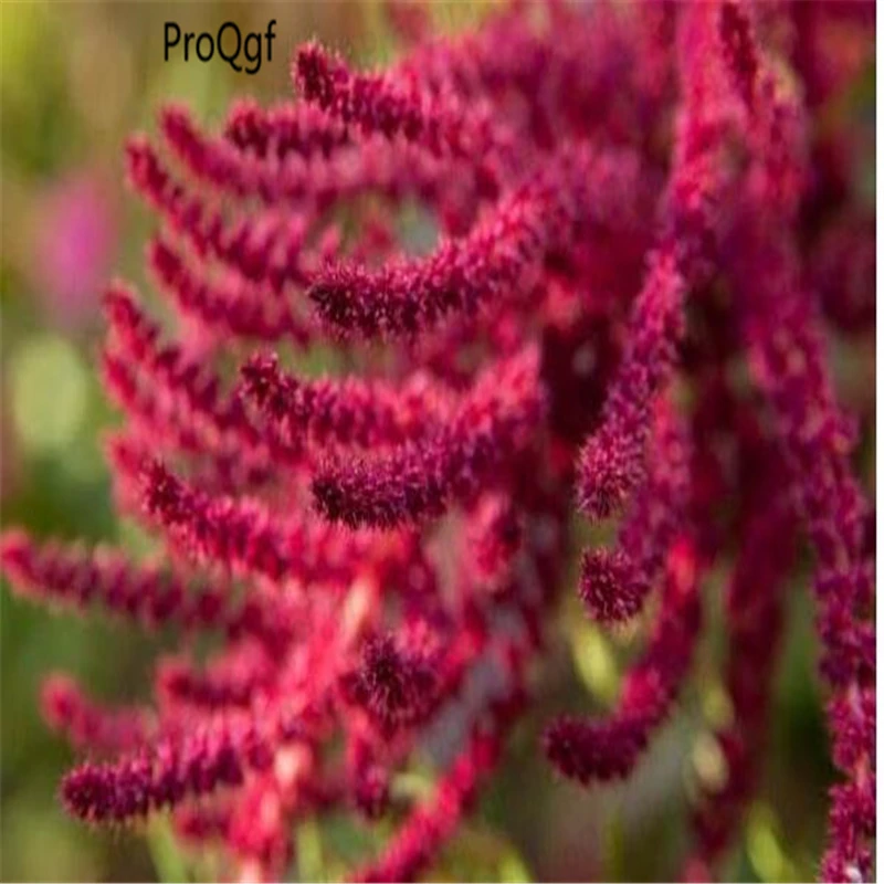 50000Pcs A Set Amaranthus Paniculatus