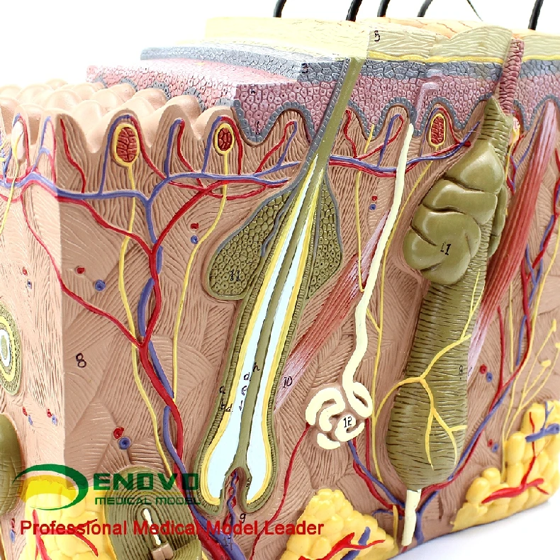 Кожа модель дерматологии доктор пациента коммуникационная модель красоты микроскопическая кожа анатомическая модель человека