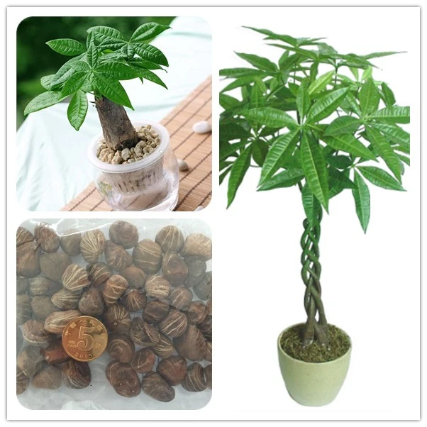

Rich 1pcs/bag Rare Chinese pachira macrocarpa variety Bonsai Tree Garden Novel Plants For Home Garden