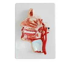 Model of the Head,Facial anatomical model,Head Anatomical Model