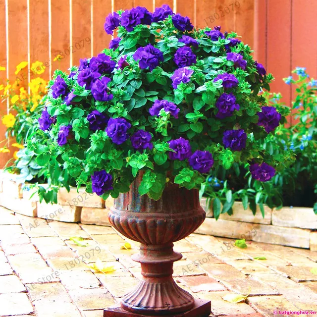 petunia Plants,double petals petunia Garden,Flower bonsai