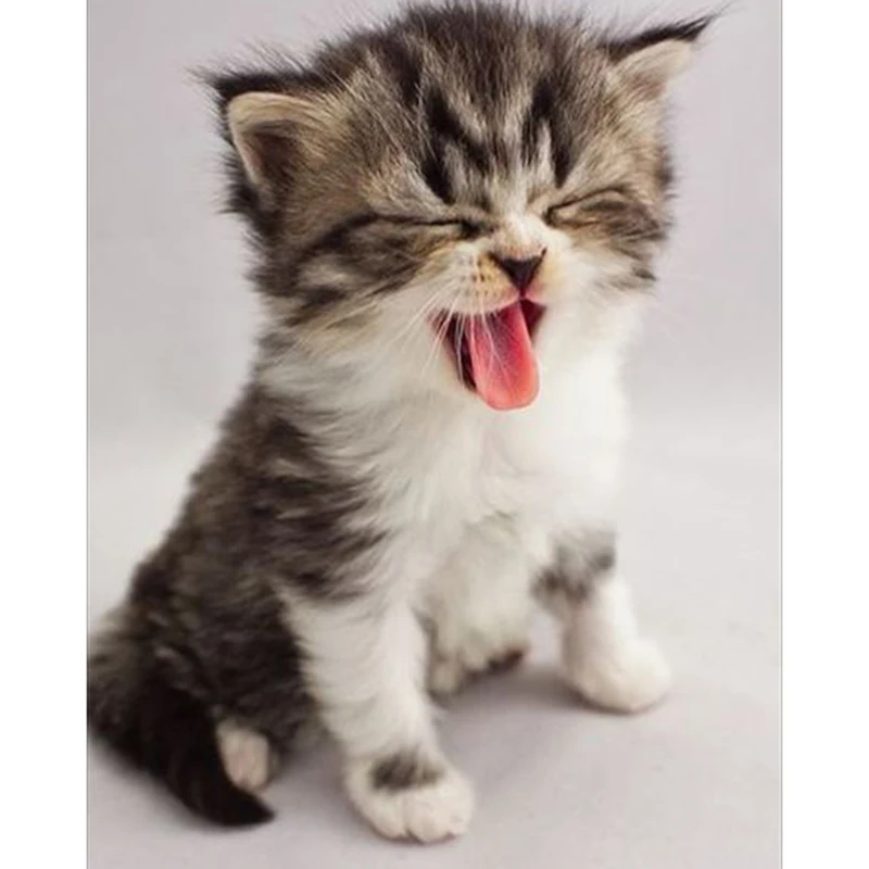 d98f940e550335abfcc4b4bd14ae5d58--cat-cat-kitten