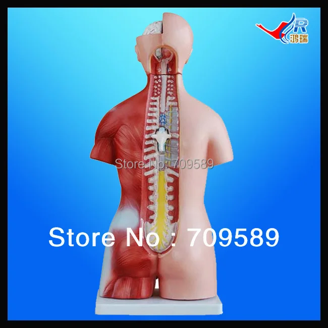 

ISO 45CM Unisex Torso with Internal Organs23 Parts, Anatomy Torso model