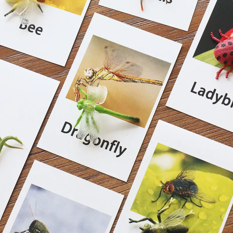 Montessori Educational Cards Montessori Insect Words Learning Card Educational Toys for Kids Juguetes Brinquedos MJ1264H Montessori Educational Cards Montessori Insect Words Learning Card Educational Toys for Kids Juguetes Brinquedos MJ1264H