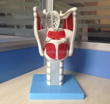 Throat Structure and Function Model ,Laryngeal cartilage, laryngeal muscles, laryngeal cavity Throat Structure and Function Model ,Laryngeal cartilage, laryngeal muscles, laryngeal cavity