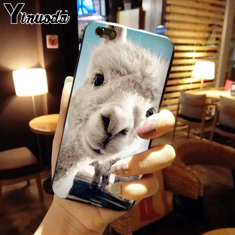 cow alpaca zebra giraffe