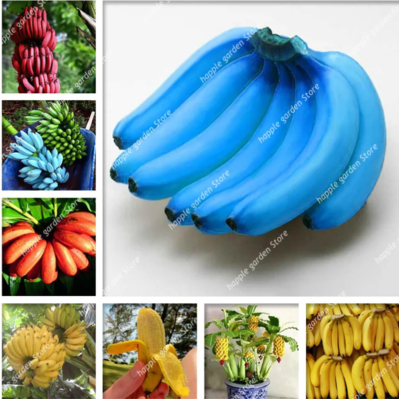 

Big Promotion! 100 pcs Banana Bonsai,dwarf fruit trees,Milk Taste,Outdoor Perennial Fruit Plantas For Garden plants