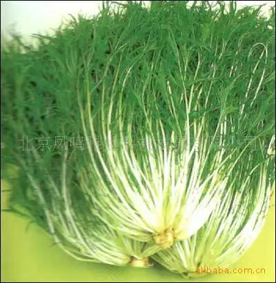 

Japan Brassica - Crystal bonsai - Thousand Tendons bonsai 50pcs