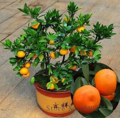 

New Arrival!4 kind fruit,bonsai fruit tree bonsai,vegetable and fruit garden plant Delicious apple orange kiwi cherry total