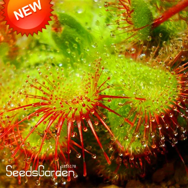 

New Arrival!Small Patties Sundew Plant Plantas Bonsai Novelty Plants Fresh Cordyceps floresling DIY Home Garden 100 pcs/bag,#QKC