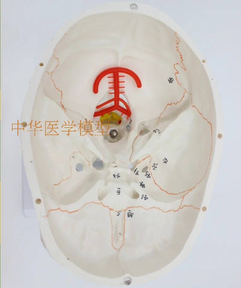 1:1 медицинская модель черепа анатомическая модель мозга с цифровым кодовым номером шейного отдела позвоночника Skleotn модель