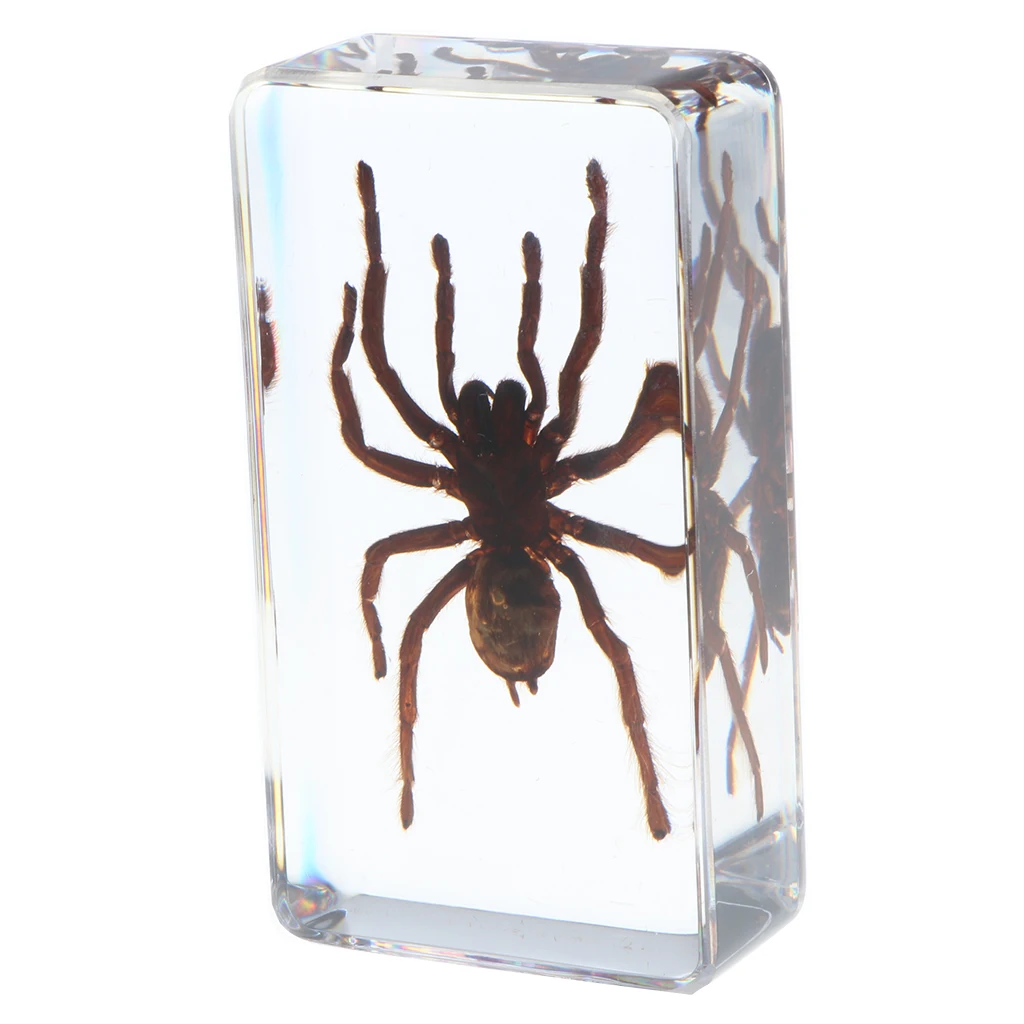 Real Insect Black Spider Specimen Encased in Resin School Educational Teaching Aid Great Collection Gift for Kids & Adults