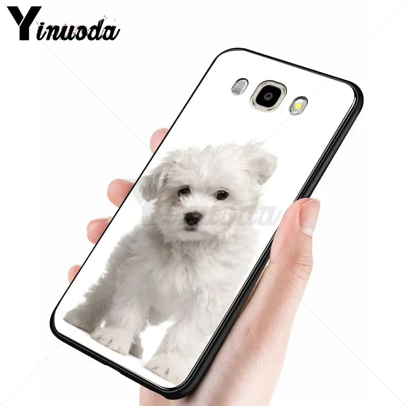 yorkshire terrier dog puppy 