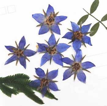

120pcs 2-3cm Pressed Dried Borago Officinalis Flower Plant Herbarium For Jewelry Postcard Invitation Card Phone Case Making DIY