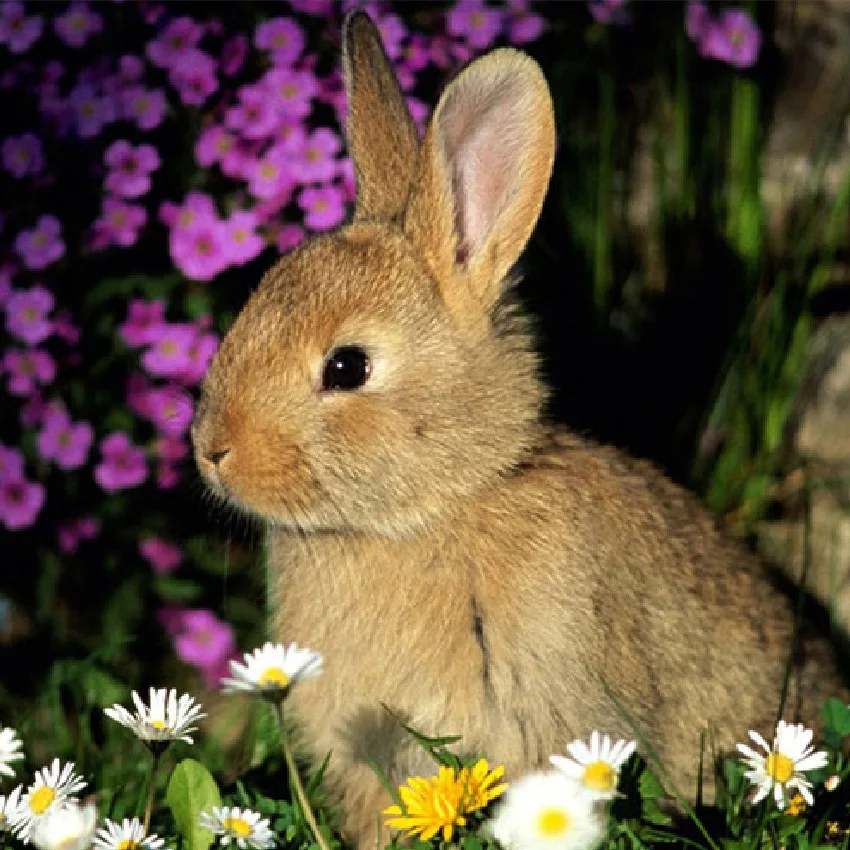 

Full Square/Round Drill 5D DIY Diamond Painting "Spring rabbit" 3D Embroidery Cross Stitch Mosaic Home Decor Gift