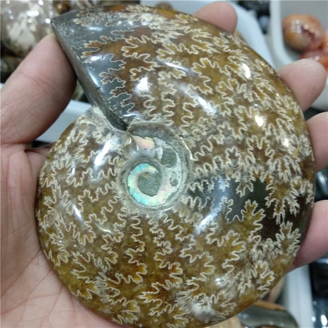 Cheap DHX SW big lager size 100% natural stone nautilus ammonite fossil specimen ocean sea conch of Madagascar 