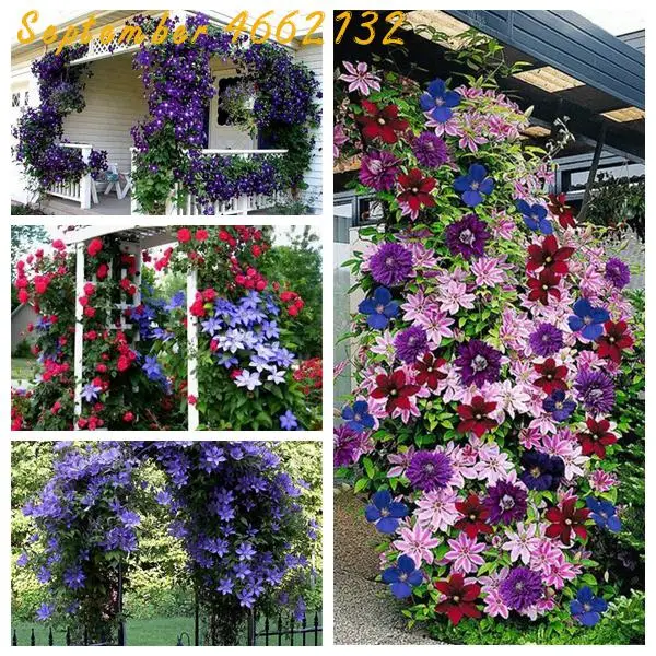 

Big Promotion!100flores/bag climbing clematis bonsai clematis vines bonsai flower perennial flowers climbing clematis plants