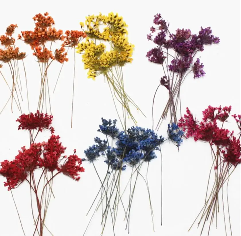 

120pcs Pressed Dried Orlaya grandiflora Lace Flower Plants Herbarium For Jewelry Making Postcard Frame Phone Case Craft DIY